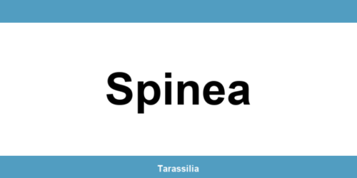 Contatti e servizi CAF a Spinea