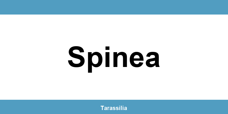 Contatti e servizi CAF a Spinea